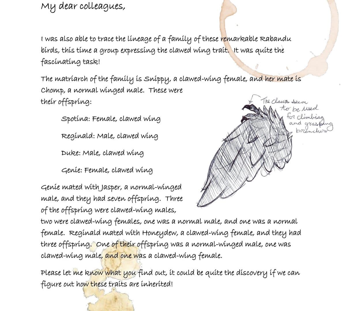 My dear colleagues,
I was also able to trace the lineage of a family of these remarkable Rabandu
birds, this time a group expressing the clawed wing trait, It was quite the
fascinating task!
The matriarch of the family is Snippy, a clawed-wing female, and her mate is
Chomp, a normal winged male. These were
their offspring:
The claus seem
to be used
for climbing
grasping
Spotina: Female, clawed wing
and
branches
Reginald: Male, clawed wing
Duke: Male, clawed wing
Genie: Female, clawed wing
Genie mated with Jasper, a normal-winged
male, and they had seven offspring. Three
of the offspring were clawed-wing males,
two were clawed-wing females, one was a ormal male, and one was a ormal
female. Reginald mated with Honeydew, a clawed-wing female, and they had
three offspring. One of their offspring was a normal-winged male, one was
clawed-wing male, and one was a clawed-wing female.
Please let me know what you find out, it could be quite the discovery if we can
figure out how these traits are inherited!
