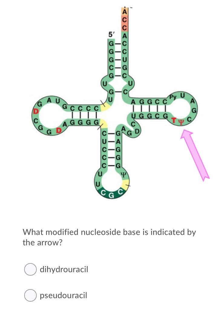 AU
Py U
AGGC C
UGGC G
GG
C
Jc
What modified nucleoside base is indicated by
the arrow?
dihydrouracil
pseudouracil
-ACC.
