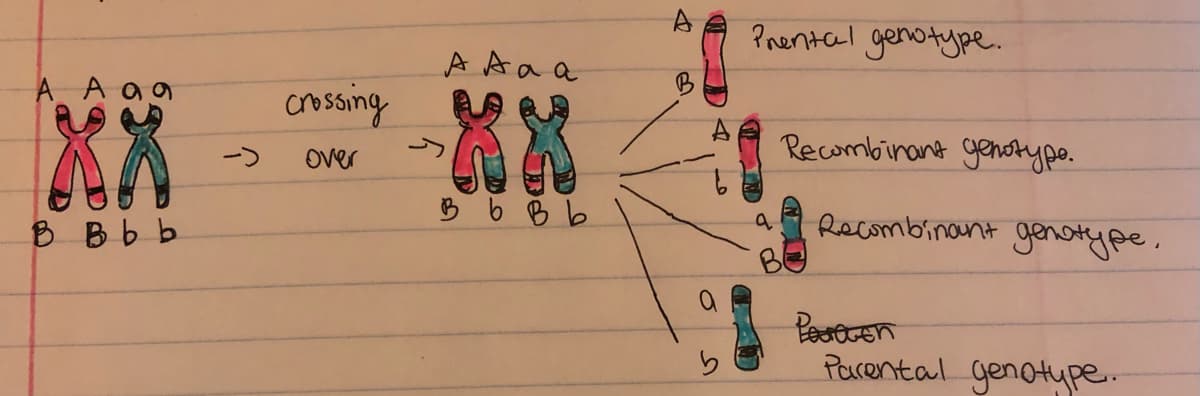 ?nental genotype.
A Aa a
B
crossing
XX
Recombinant genotype.
->
over
Bb B b
Recombinant genotype,
B B bb
Parental genotupe.
