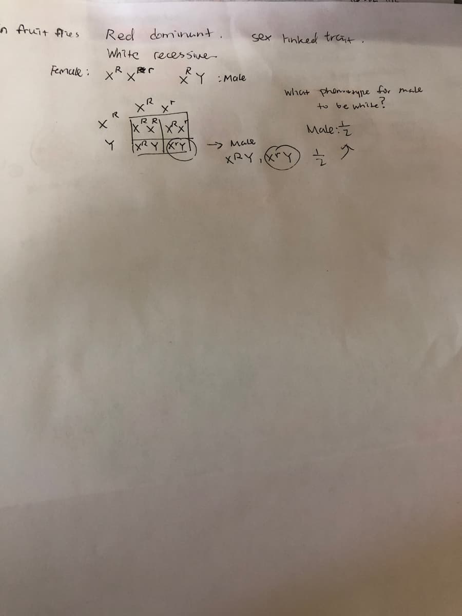 n fruit fes
Red domiinunt
sex tinked trcat,
White recessme
Femule : x x
R
R
XY :Male
what phemw.gype for male
to be white?
.R
RR
XXXx
Male:
> Male
