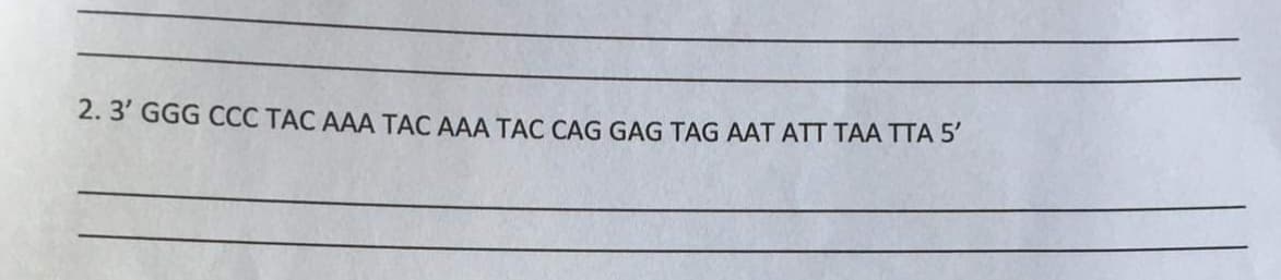 2. 3' GGG CCC TAC AAA TAC AAA TAC CAG GAG TAG AAT ATT TAA TTA 5'
