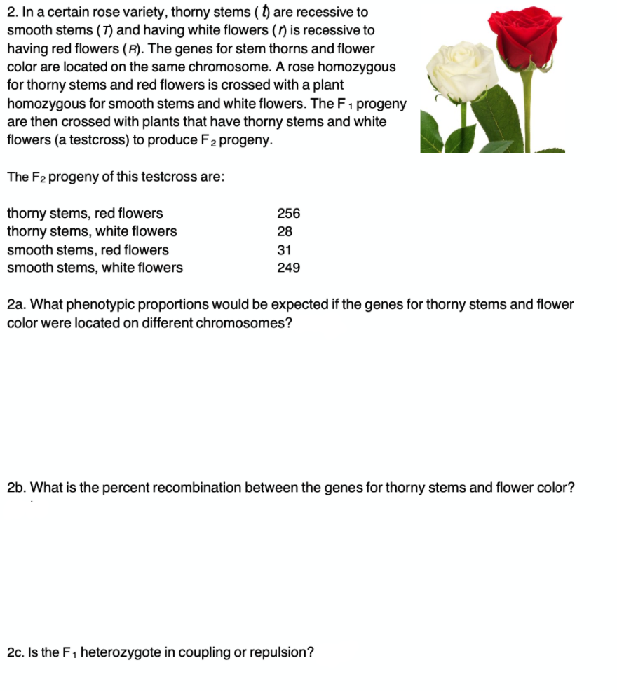 2. In a certain rose variety, thorny stems ( t) are recessive to
smooth stems (T) and having white flowers () is recessive to
having red flowers (R). The genes for stem thorns and flower
color are located on the same chromosome. A rose homozygous
for thorny stems and red flowers is crossed with a plant
homozygous for smooth stems and white flowers. The F1 progeny
are then crossed with plants that have thorny stems and white
flowers (a testcross) to produce F2 progeny.
The F2 progeny of this testcross are:
thorny stems, red flowers
thorny stems, white flowers
smooth stems, red flowers
smooth stems, white flowers
256
28
31
249
2a. What phenotypic proportions would be expected if the genes for thorny stems and flower
color were located on different chromosomes?
2b. What is the percent recombination between the genes for thorny stems and flower color?
2c. Is the F1 heterozygote in coupling or repulsion?
