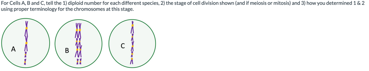 For Cells A, B and C, tell the 1) diploid number for each different species, 2) the stage of cell division shown (and if meiosis or mitosis) and 3) how you determined 1 & 2
using proper terminology for the chromosomes at this stage.
VV
A
