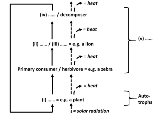 = heat
(iv) .. / decomposer
- = heat
(v)
......
(ii) . / (ii).
= e.g. a lion
= heat
Primary consumer / herbivore = e.g. a zebra
= heat
Auto-
(i) ..
= e.g. a plant
trophs
.
i = solar radiation
