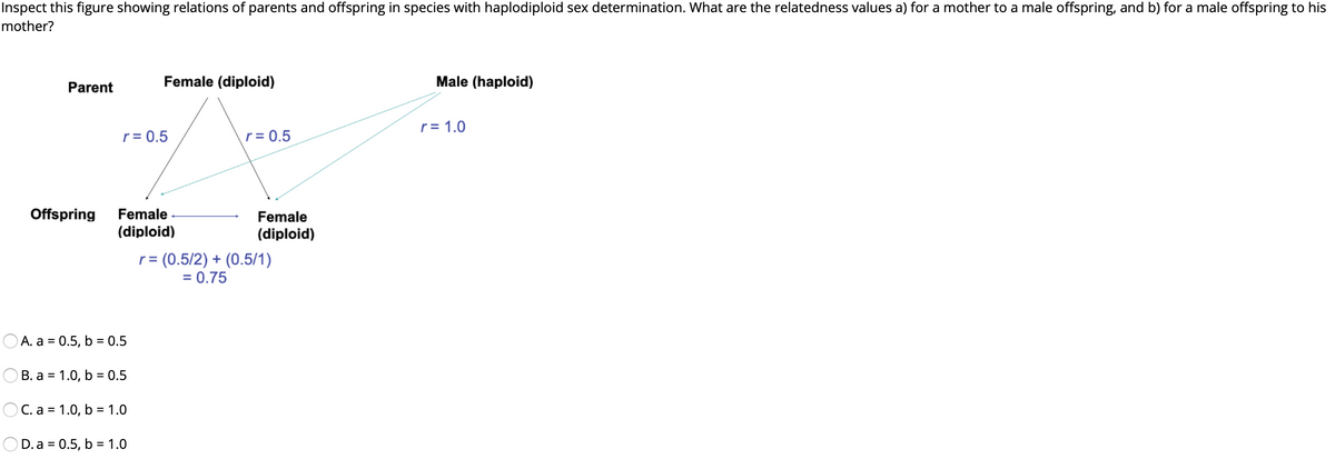 Inspect this figure showing relations of parents and offspring in species with haplodiploid sex determination. What are the relatedness values a) for a mother to a male offspring, and b) for a male offspring to his
mother?
Parent
Female (diploid)
Male (haploid)
r = 1.0
r= 0.5
r = 0.5
Offspring
Female
Female
(diploid)
(diploid)
r = (0.5/2) + (0.5/1)
= 0.75
O A. a = 0.5, b = 0.5
O B. a = 1.0, b = 0.5
OC. a = 1.0, b = 1.0
D. a = 0.5, b = 1.0
