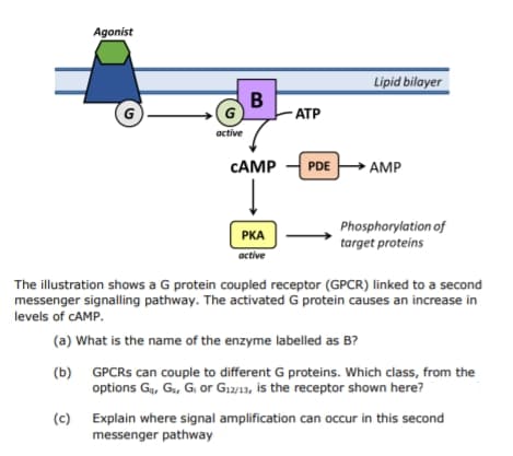 Agonist
Lipid bilayer
B
G
G
АТР
active
CAMP
PDE
ÞAMP
Phosphorylation of
target proteins
РКА
active
The illustration shows a G protein coupled receptor (GPCR) linked to a second
messenger signalling pathway. The activated G protein causes an increase in
levels of CAMP.
(a) What is the name of the enzyme labelled as B?
(b) GPCRS can couple to different G proteins. Which class, from the
options Ga, G., G or G12/13, is the receptor shown here?
Explain where signal amplification can occur in this second
messenger pathway
(c)
