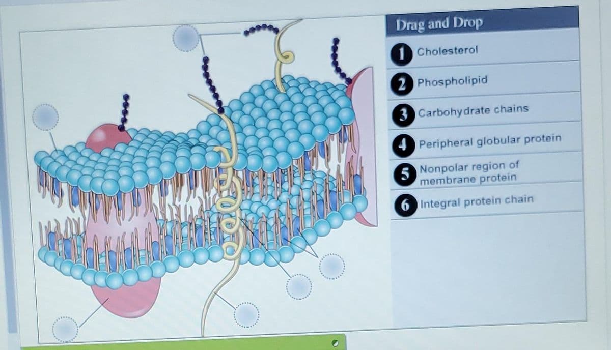 Drag and Drop
Cholesterol
2 Phospholipid
3 Carbohydrate chains
4 Peripheral globular protein
5 Nonpolar region of
membrane protein
6 Integral protein chain
