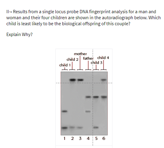 Il-- Results from a single locus probe DNA fingerprint analysis for a man and
woman and their four children are shown in the autoradiograph below. Which
child is least likely to be the biological offspring of this couple?
Explain Why?
mother
child 2 fathe child 4
child 3
child 1
1 2 3 4 5 6
