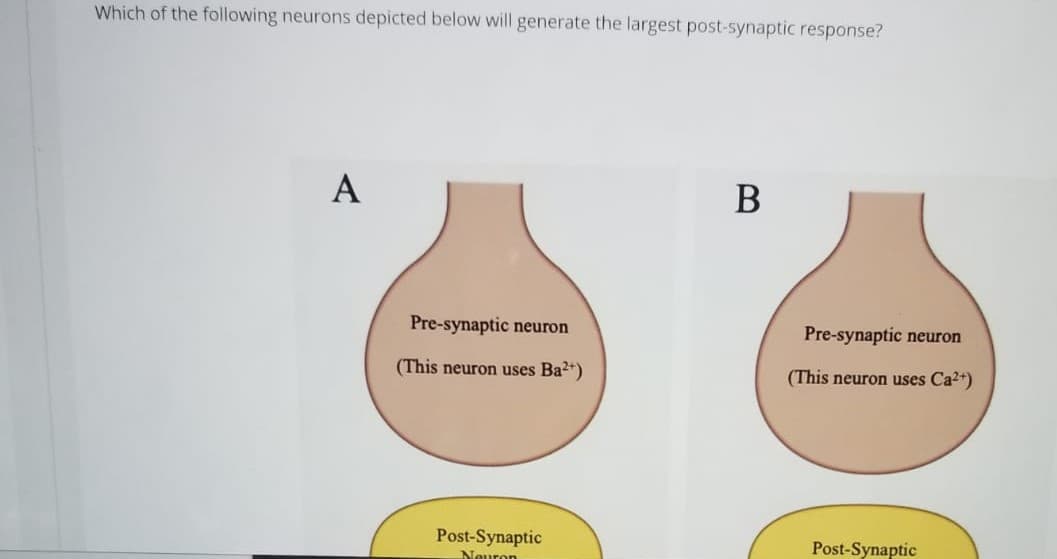 Which of the following neurons depicted below will generate the largest post-synaptic response?
А
В
Pre-synaptic neuron
Pre-synaptic neuron
(This neuron uses Ba*)
(This neuron uses Ca2+)
Post-Synaptic
Post-Synaptic
Neuron
