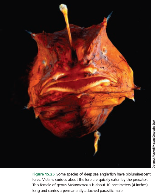 Figure 15.25 Some species of deep sea anglerfish have bioluminescent
lures. Victims curious about the lure are quickly eaten by the predator.
This female of genus Melanocoetus is about 10 centimeters (4 inches)
long and carries a permanently attached parasitic male.
Datyne A. MurawskiNational Geogaphic Stodk
