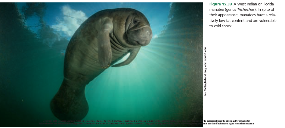 Figure 15.38 A West Indian or Florida
manatee (genus Trichechus). In spite of
their appearance, manatees have a rela-
tively low fat content and are vulnerable
to cold shock.
uming Aghis Raser:ed. Ma nei te copied. scamed or duplicaned in whele cr in pari. lu: kue
ed coment does noe maleriall; afiect the cerall karning experience. Lengaglearning
te suppressed from the eBook and/or eChapter(s).
hional content at any time if subsequent rights restrictions require it.
Paul Nicklen/National Geographic Societv/Corbis
