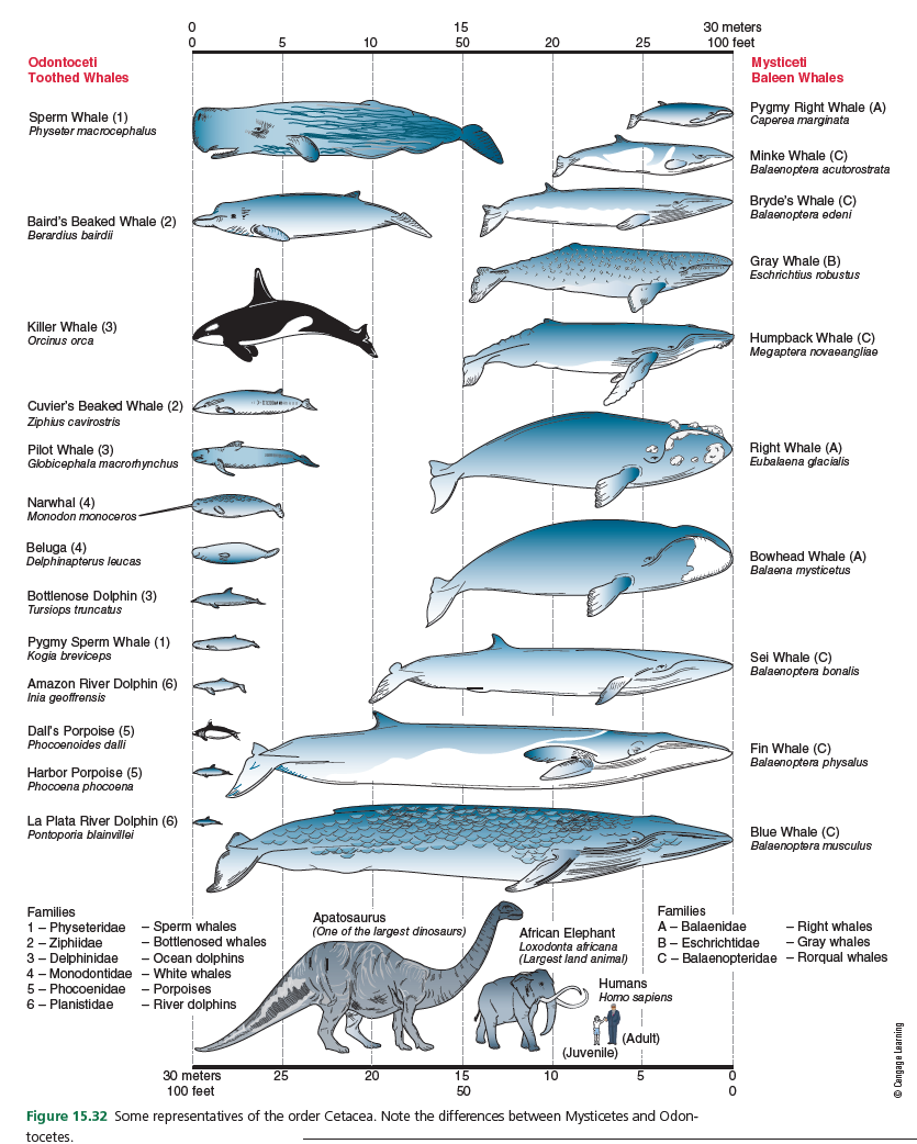 15
30 meters
10
50
20
25
100 feet
Mysticeti
Baleen Whales
Odontoceti
Toothed Whales
Sperm Whale (1)
Physeter macrocephalus
Pygmy Right Whale (A)
Саperea marginata
Minke Whale (C)
Balaenoptera acutorostrata
Bryde's Whale (C)
Balaenoptera edeni
Baird's Beaked Whale (2)
Berardius bairdi
Gray Whale (B)
Eschrichtius robustus
Killer Whale (3)
Orcinus orca
Humpback Whale (C)
Megaptera novaeangliae
Cuvier's Beaked Whale (2)
Ziphius cavirostris
Pilot Whale (3)
Globicephala macrorhynchus
Right Whale (A)
Eubalaena glacialis
Narwhal (4)
Monodon monoceros
Beluga (4)
Delphinapterus leucas
Bowhead Whale (A)
Balaena mysticetus
Bottlenose Dolphin (3)
Tursiops truncatus
Pygmy Sperm Whale (1)
Kogia breviceps
Sei Whale (C)
Balaenoptera bonalis
Amazon River Dolphin (6)
Inia geoffrensis
Dall's Porpoise (5)
Phocoenoides dalli
Fin Whale (C)
Balaenoptera physalus
Harbor Porpoise (5)
Phocoena phocoena
La Plata River Dolphin (6)
Pontoporia blainvillei
Blue Whale (C)
Balaenoptera musculus
Families
1- Physeteridae - Sperm whales
2 - Ziphiidae
3- Delphinidae
Families
Apatosaurus
(One of the largest dinosaurs)
- Bottlenosed whales
- OCcean dolphins
African Elephant
Loxodonta africana
(Largest land animal)
A-Balaenidae
B- Eschrichtidae
C- Balaenopteridae - Rorqual whales
- Right whales
- Gray whales
4 - Monodontidae - White whales
5- Phocoenidae - Porpoises
6 - Planistidae
Humans
Homo sapiens
- River dolphins
(Adult)
(Juvenile)
30 meters
100 feet
25
20
15
50
10
5
Figure 15.32 Some representatives of the order Cetacea. Note the differences between Mysticetes and Odon-
tocetes.
