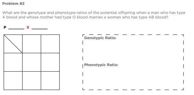 Problem #2
What are the genotype and phenotype ratios of the potential offspring when a man who has type
A blood and whose mother had type O blood marries a woman who has type AB blood?
Genotypic Ratio:
I
| Phenotypic Ratio: