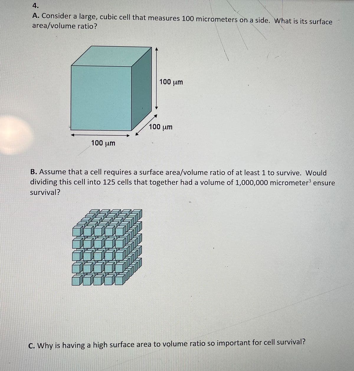 4.
A. Consider a large, cubic cell that measures 100 micrometers on a side. What is its surface
area/volume ratio?
100 um
100 um
100 um
B. Assume that a cell requires a surface area/volume ratio of at least 1 to survive. Would
dividing this cell into 125 cells that together had a volume of 1,000,000 micrometer ensure
survival?
C. Why is having a high surface area to volume ratio so important for cell survival?

