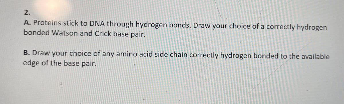 2.
A. Proteins stick to DNA through hydrogen bonds. Draw your choice of a correctly hydrogen
bonded Watson and Crick base pair.
B. Draw your choice of any amino acid side chain correctly hydrogen bonded to the available
edge of the base pair.
