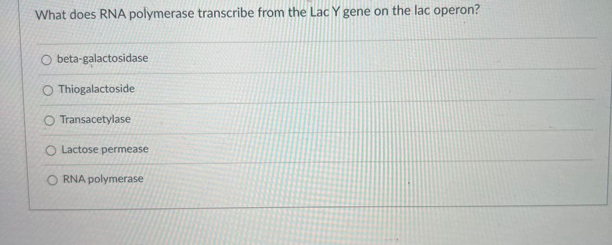 What does RNA polymerase transcribe from the Lac Y gene on the lac operon?
O beta-galactosidase
O Thiogalactoside
O Transacetylase
O Lactose permease
O RNA polymerase