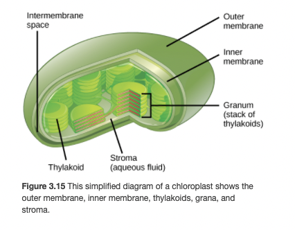Intermembrane
Outer
membrane
space
Inner
membrane
Granum
(stack of
thylakoids)
Stroma
(aqueous fluid)
Thylakoid
Figure 3.15 This simplified diagram of a chloroplast shows the
outer membrane, inner membrane, thylakoids, grana, and
stroma.
