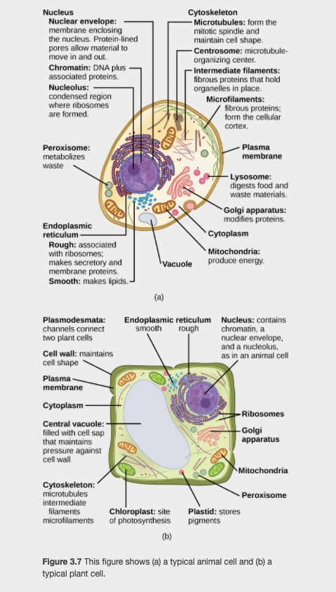 Nucleus
Nuclear envelope:
membrane enclosing
the nucleus. Protein-lined
pores allow material to
move in and out.
Cytoskeleton
Microtubules: form the
mitotic spindle and
maintain cell shape.
Centrosome: microtubule-
organizing center.
Chromatin: DNA plus
associated proteins.
-Intermediate filaments:
fibrous proteins that hold
organelles in place.
Microfilaments:
fibrous proteins;
form the cellular
Nucleolus:
condensed region
where ribosomes
are formed.
cortex.
Plasma
membrane
Peroxisome:
metabolizes
waste
Lysosome:
digests food and
waste materials.
Golgi apparatus:
modifies proteins.
Endoplasmic
reticulum
Rough: associated
with ribosomes;
makes secretory and
membrane proteins.
Smooth: makes lipids.
Cytoplasm
Mitochondria:
produce energy.
Vacuole
(a)
Endoplasmic reticulum Nucleus: contains
chromatin, a
nuclear envelope,
and a nucleolus,
as in an animal cell
Plasmodesmata:
channels connect
smooth
rough
two plant cells
Cell wall: maintains
cell shape
Plasma -
membrane
Cytoplasm -
- Ribosomes
Central vacuole:
filled with cell sap
that maintains
-Golgi
apparatus
pressure against
cell wall
Mitochondria
Cytoskeleton:
microtubules
intermediate
filaments
microfilaments of photosynthesis
- Peroxisome
Chloroplast: site
Plastid: stores
pigments
(b)
Figure 3.7 This figure shows (a) a typical animal cell and (b) a
typical plant cell.
