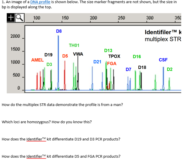 1. An image of a DNA profile is shown below. The size marker fragments are not shown, but the size in
bp is displayed along the top.
100
150
200
250
300
350
D8
Identifiler TM k
2000
multiplex STR
TH01
1500
D13
D19
D5
VWA
ТРОХ
D16
CSF
AMEL
D3
D21 FGA
1000
D18
D7
D2
500
How do the multiplex STR data demonstrate the profile is from a man?
Which loci are homozygous? How do you know this?
How does the IdentifierTM kit differentiate D19 and D3 PCR products?
How does the IdentifierTM kit differentiate D5 and FGA PCR products?
