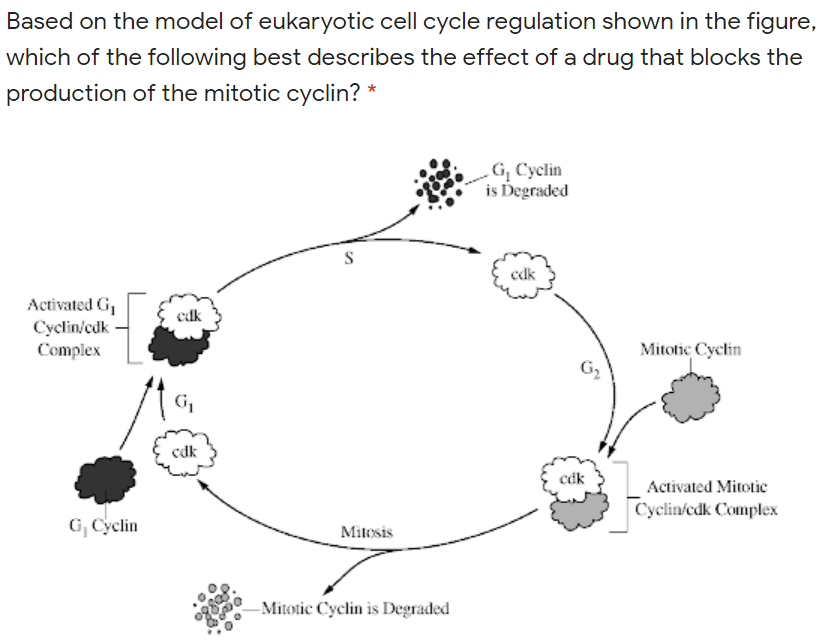 Based on the model of eukaryotic cell cycle regulation shown in the figure,
which of the following best describes the effect of a drug that blocks the
production of the mitotic cyclin? *
G, Cyclin
is Degraded
S
edk
Activated G,
Cyclin/cdk
cdk
Complex
Mitotic Cyclin
G,
G,
cdk
cák
Activated Mitotic
Cyclin/edk Complex
G, Cyclin
Mitosis
-Mitotic Cyclin is Degraded
