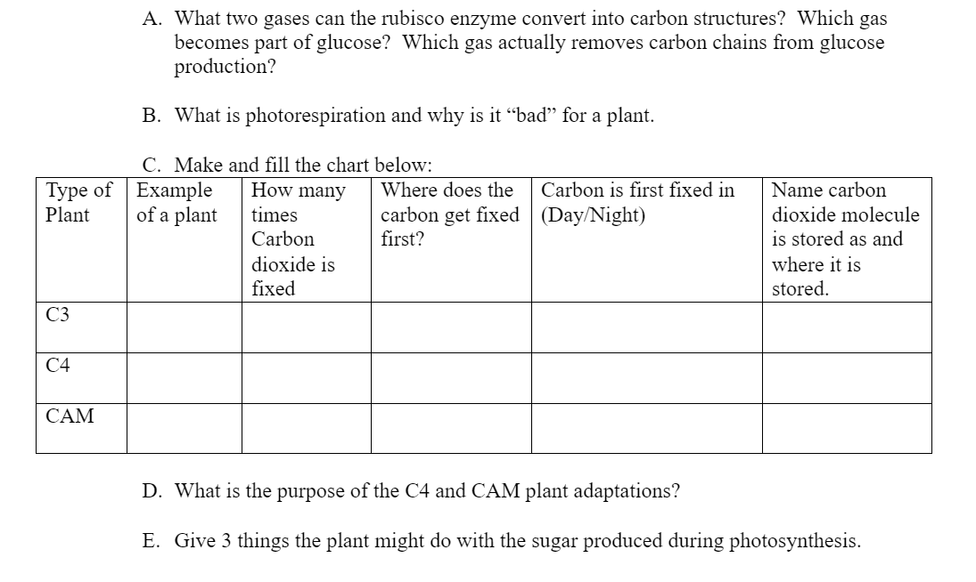 A. What two gases can the rubisco enzyme convert into carbon structures? Which gas
becomes part of glucose? Which gas actually removes carbon chains from glucose
production?
B. What is photorespiration and why is it "bad" for a plant.
C. Make and fill the chart below:
How many
Type of Example
Plant
Where does the
Carbon is first fixed in
Name carbon
of a plant
carbon get fixed (Day/Night)
first?
times
dioxide molecule
is stored as and
where it is
Carbon
dioxide is
fixed
stored.
C3
С4
CAM
D. What is the purpose of the C4 and CAM plant adaptations?
E. Give 3 things the plant might do with the sugar produced during photosynthesis.
