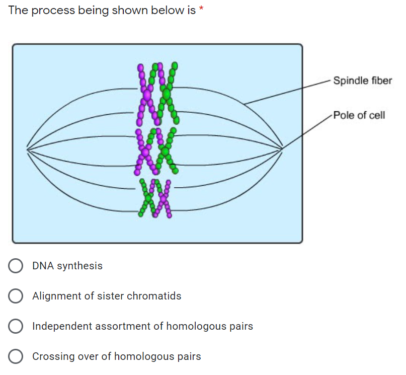 The process being shown below is *
Spindle fiber
Pole of cell
XX
XX
DNA synthesis
Alignment of sister chromatids
Independent assortment of homologous pairs
Crossing over of homologous pairs

