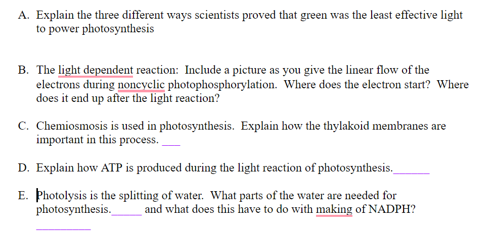 A. Explain the three different ways scientists proved that green was the least effective light
to power photosynthesis
B. The light dependent reaction: Include a picture as you give the linear flow of the
electrons during noncyclic photophosphorylation. Where does the electron start? Where
does it end up after the light reaction?
C. Chemiosmosis is used in photosynthesis. Explain how the thylakoid membranes are
important in this process.
D. Explain how ATP is produced during the light reaction of photosynthesis.
E. Photolysis is the splitting of water. What parts of the water are needed for
photosynthesis.
and what does this have to do with making of NADPH?
