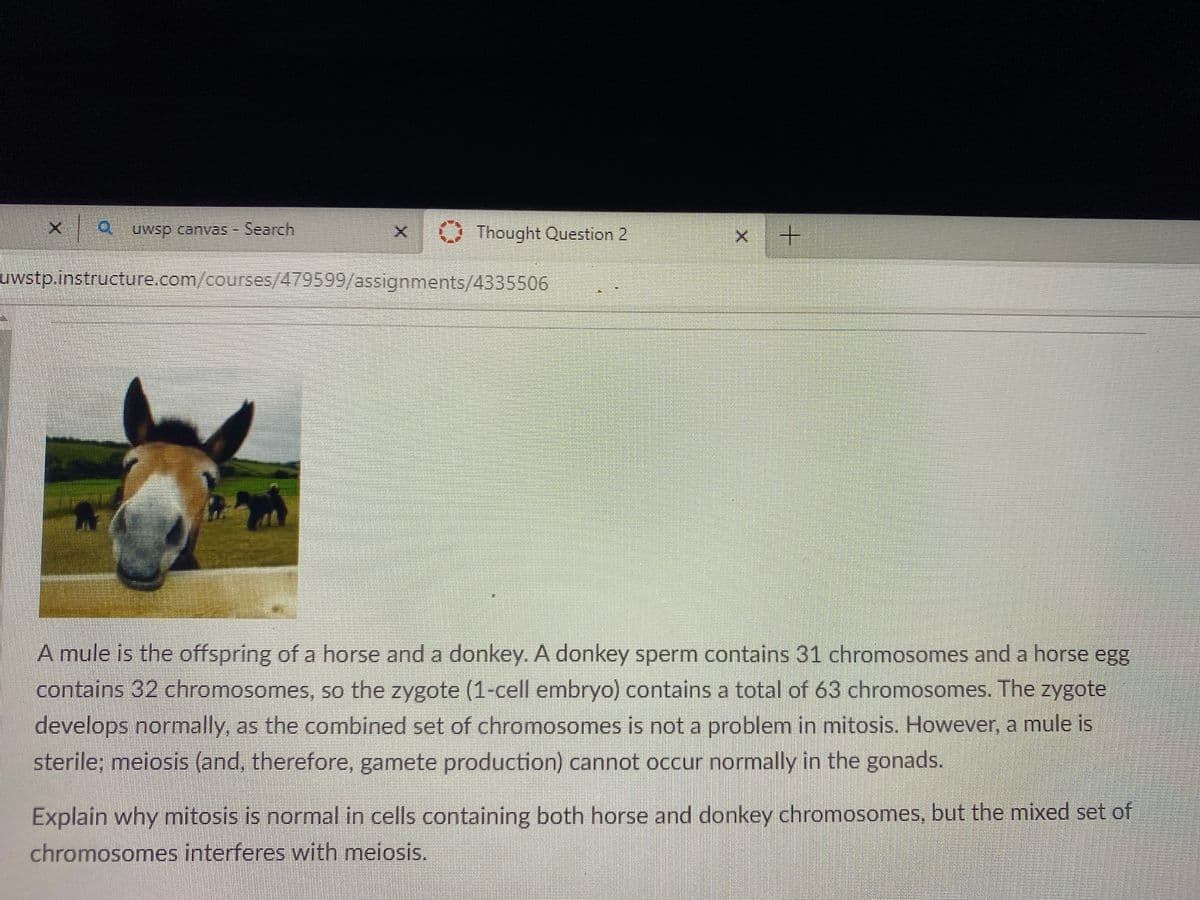 uwsp canvas - Search
O Thought OQuestion 2
uwstp.instructure.com/courses/479599/assignments/4335506
A mule is the offspring of a horse and a donkey. A donkey sperm contains 31 chromosomes and a horse egg
contains 32 chromosomes, so the zygote (1-cell embryo) contains a total of 63 chromosomes. The zygote
develops normally, as the combined set of chromosomes is not a problem in mitosis. However, a mule is
sterile; meiosis (and, therefore, gamete production) cannot occur normally in the gonads.
Explain why mitosis is normal in cells containing both horse and donkey chromosomes, but the mixed set of
chromosomes interferes with meiosis.
