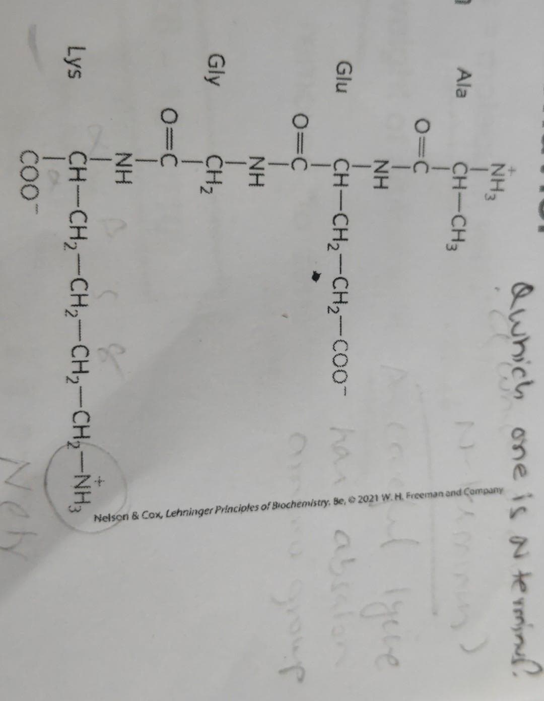 Nelson & Cox, Lehninger Principtes of Brochemistry, Be, 2021 W. H. Freeman and Company
Qwhich one is N termin
NH3
Ala
CH-CH3
NH
Glu
CH-CH2-CH2-coo-ha
absulon
O=C
NH
Gly
CH2
O=C
NH
Lys
CH-CH,-CH2-CH,-CH-NH3
Nely
COO-
