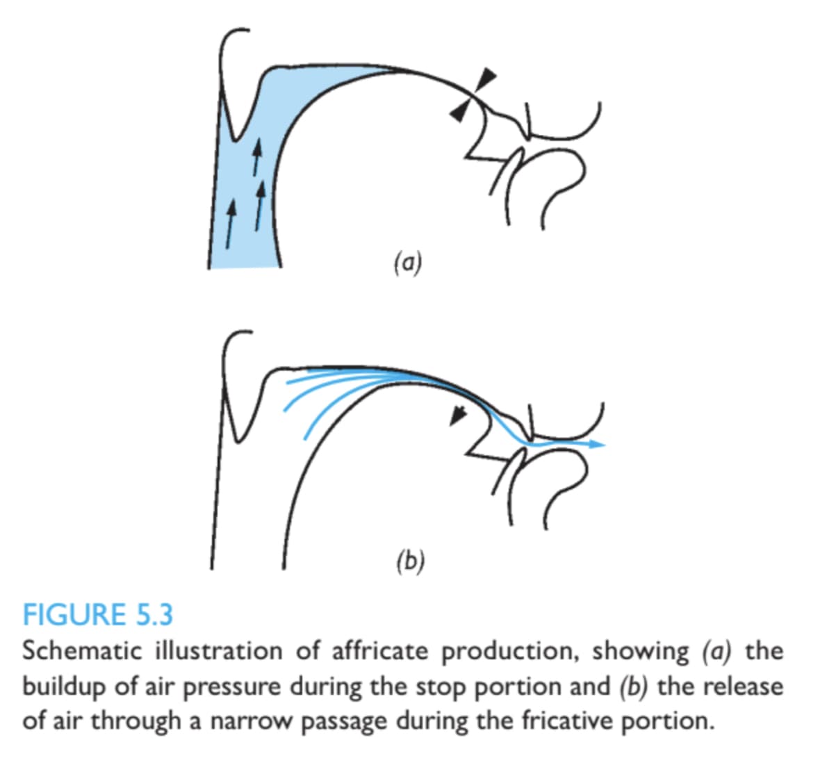 (a)
(b)
FIGURE 5.3
Schematic illustration of affricate production, showing (a) the
buildup of air pressure during the stop portion and (b) the release
of air through a narrow passage during the fricative portion.
