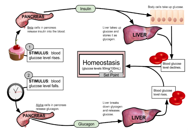 Insulin
Body cells take up gluoose.
PANCREAS
Beta cells in pancreas
Liver takes up
glucose and
stores it as
glycogen.
release insulin into the blood.
LIVER
STIMULUS: blood
glucose level rises.
Homeostasis
(glucose levels 90mg/100mL.)
Set Point
Blood glucose
level declines.
STIMULUS: blood
glucose level falls.
Blood glucose
level rises.
Liver breaks
Alpha cells in pancreas
release glucagon.
PANCREAS
down glycogen
and releases
glucose.
LIVER
Glucagon
