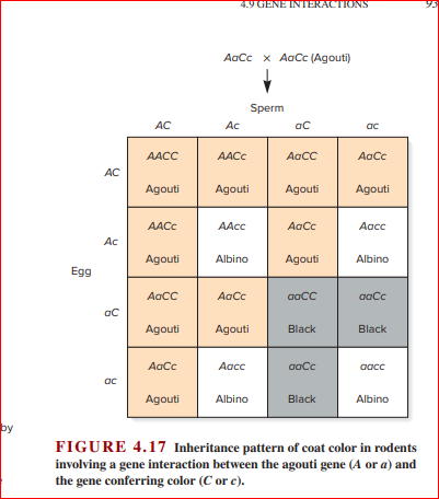 4.9 GENE INTERACTIONS
93
AaCc x AaCc (Agouti)
Sperm
AC
Ac
ac
ac
AACC
AACC
AaCC
AaCc
AC
Agouti
Agouti
Agouti
Agouti
AACC
AACC
AaCc
Aacc
Ac
Agouti
Albino
Agouti
Albino
Egg
AaCC
AaCc
aaCC
aaCc
Agouti
Agouti
Black
Black
AaCc
Aacc
aaCc
aacc
ac
Agouti
Albino
Black
Albino
by
FIGURE 4.17 Inheritance pattern of coat color in rodents
involving a gene interaction between the agouti gene (A or a) and
the gene conferring color (C or c).
