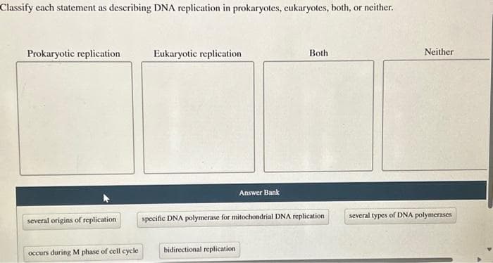 Classify each statement as describing DNA replication in prokaryotes, eukaryotes, both, or neither.
Prokaryotic replication
several origins of replication
occurs during M phase of cell cycle
Eukaryotic replication
Answer Bank
bidirectional replication
Both
specific DNA polymerase for mitochondrial DNA replication
Neither
several types of DNA polymerases