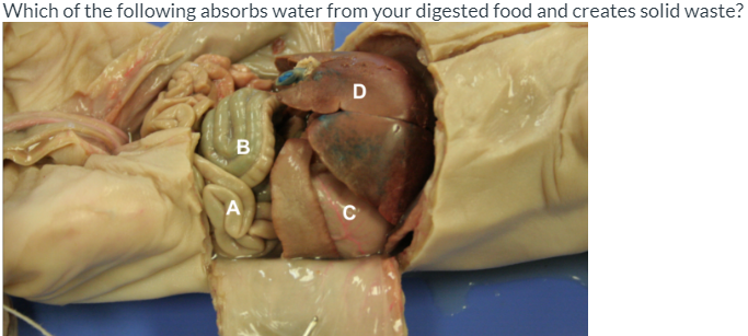 Which of the following absorbs water from your digested food and creates solid waste?
D
C
B.
