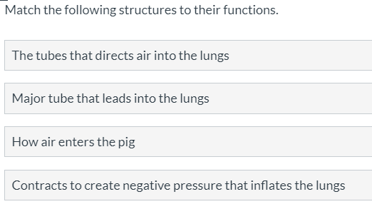 Match the following structures to their functions.
The tubes that directs air into the lungs
Major tube that leads into the lungs
How air enters the pig
Contracts to create negative pressure that inflates the lungs
