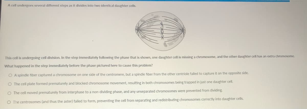 A cell undergoes several different steps as it divides into two identical daughter cells.
This cell is undergoing cell division. In the step immediately following the phase that is shown, one daughter cell is missing a chromosome, and the other daughter cell has an extra chromosome.
What happened in the step immediately before the phase pictured here to cause this problem?
O A spindle fiber captured a chromosome on one side of the centromere, but a spindle fiber from the other centriole failed to capture it on the opposite side.
O The cell plate formed prematurely and blocked chromosome movement, resulting in both chromosomes being trapped in just one daughter cell.
O The cell moved prematurely from interphase to a non-dividing phase, and any unseparated chromosomes were prevented from dividing.
O The centrosomes (and thus the aster) failed to form, preventing the cell from separating and redistributing chromosomes correctly into daughter cells.
