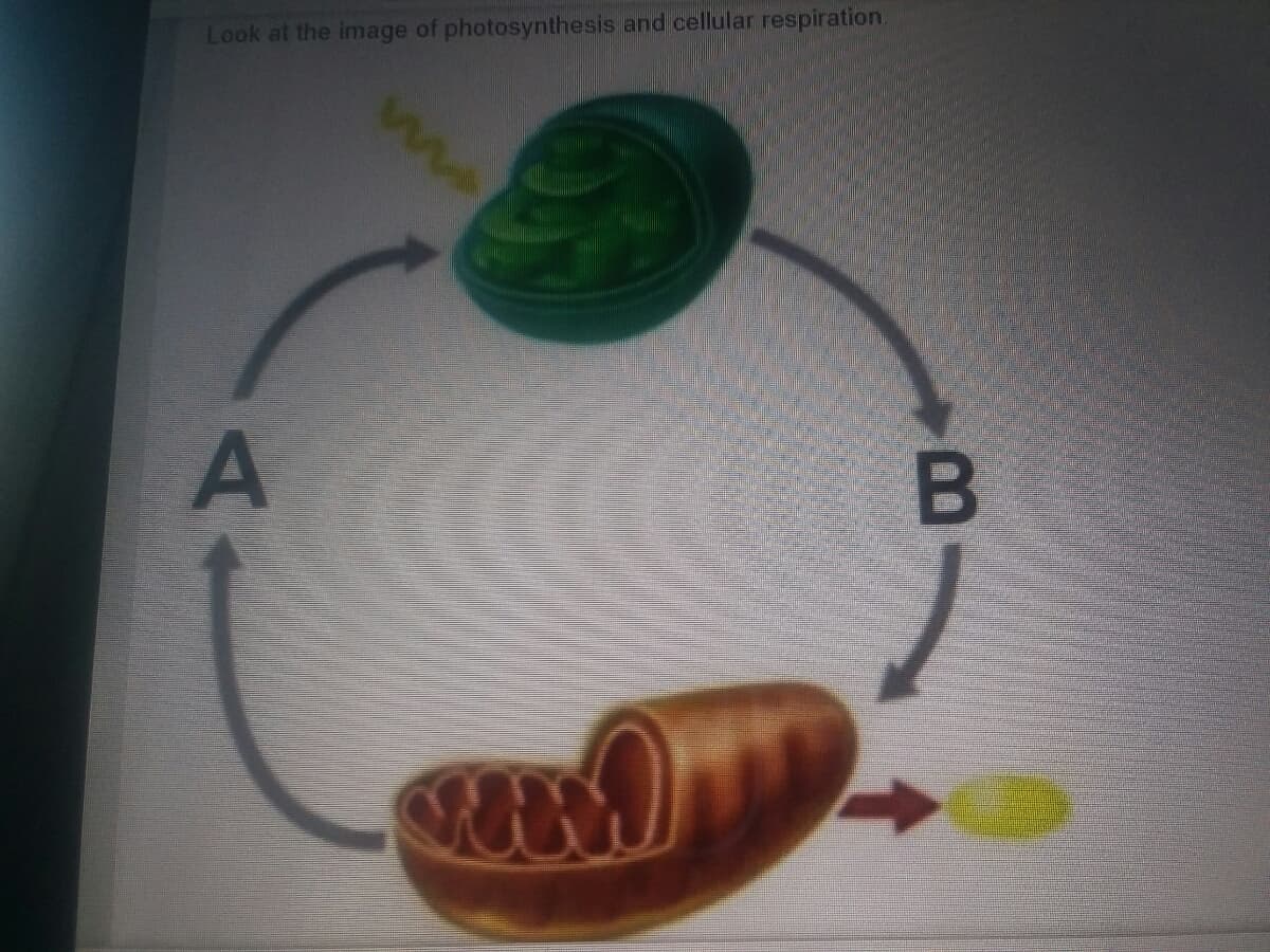 Look at the image of photosynthesis and cellular respiration.
