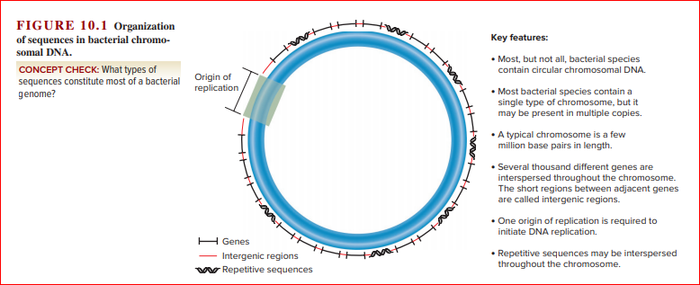 FIGURE 10.1 Organization
of sequences in bacterial chromo-
somal DNA.
Key features:
• Most, but not all, bacterial species
contain circular chromosomal DNA.
CONCEPT CHECK: What types of
sequences constitute most of a bacterial
genome?
Origin of
replication
• Most bacterial species contain a
single type of chromosome, but it
may be present in multiple copies.
•A typical chromosome is a few
million base pairs in length.
• Several thousand different genes are
interspersed throughout the chromosome.
The short regions between adjacent genes
are called intergenic regions.
One origin of replication is required to
initiate DNA replication.
H Genes
ant
• Repetitive sequences may be interspersed
throughout the chromosome.
Intergenic regions
w Repetitive sequences
