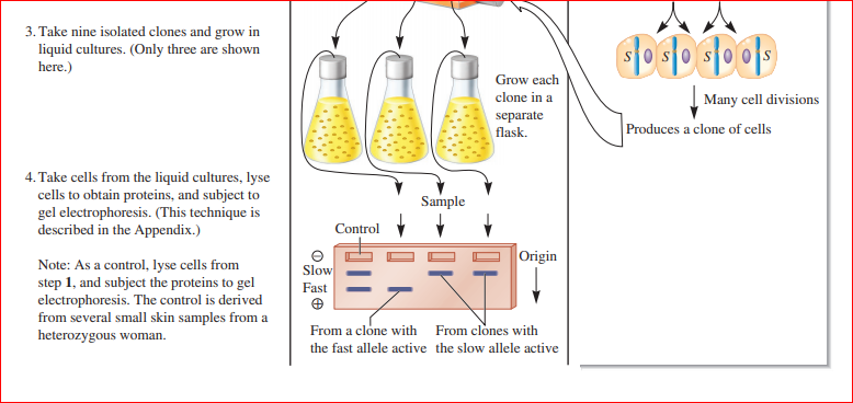 3. Take nine isolated clones and grow in
liquid cultures. (Only three are shown
sOsOsO 0S
here.)
Grow each
| Many cell divisions
Produces a clone of cells
clone in a
separate
flask.
4. Take cells from the liquid cultures, lyse
cells to obtain proteins, and subject to
gel electrophoresis. (This technique is
described in the Appendix.)
Sample
Control
Origin
Note: As a control, lyse cells from
step 1, and subject the proteins to gel
electrophoresis. The control is derived
from several small skin samples from a
heterozygous woman.
Slow
Fast
From a clone with From clones with
the fast allele active the slow allele active
