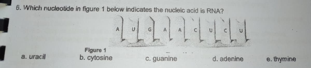 6. Which nucleotide in figure 1 below indicates the nucieic acid is RNA?
Figure 1
b. cytosine
a. uracil
c. guanine
d. adenine
e. thymine
