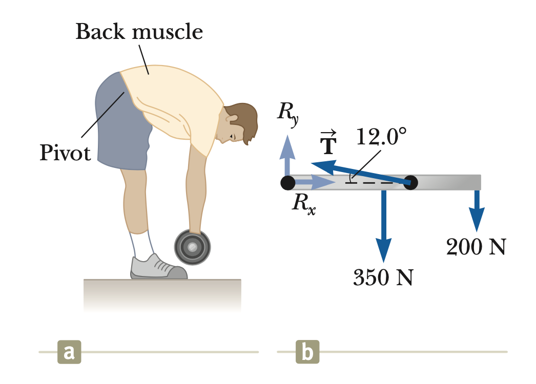 Back muscle
Pivot
a
R₂
T 12.0°
Rx
b
350 N
200 N