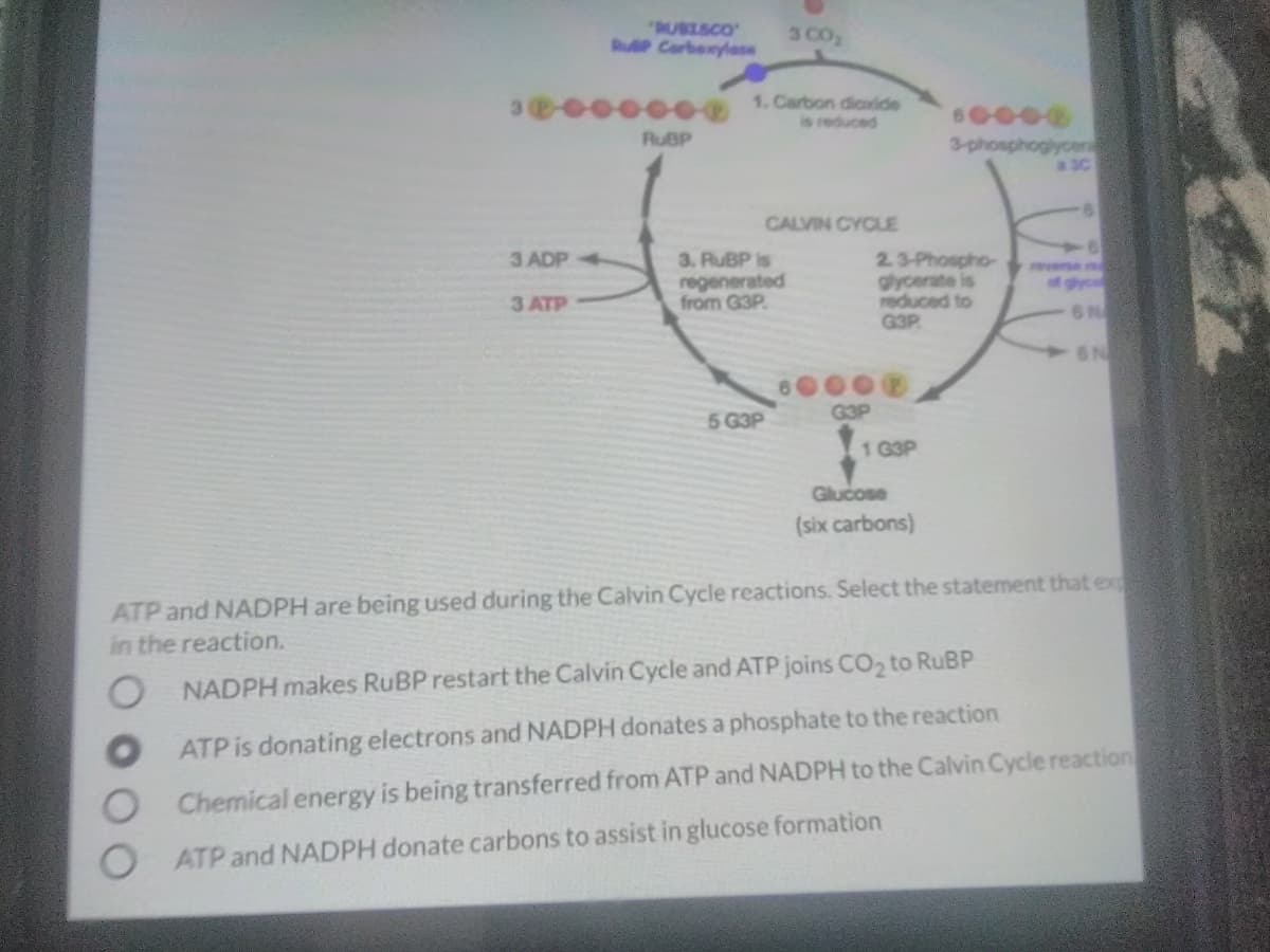 "RUBISCO
RuP Corbexylase
3 CO
1. Carbon diadde
is reduced
60000
RUBP
3-phosphoglycen
a3C
CALVIN CYCLE
3 ADP4
3. RUBP is
regenerated
from G3P.
2.3-Phospho-
glycerate is
reduced to
G3P
reverse
of gyc
6 N
3 ATP
60
G3P
5 G3P
1 G3P
Glucose
(six carbons)
ATP and NADPH are being used during the Calvin Cycle reactions. Select the statement that ex
in the reaction.
NADPH makes RUBP restart the Calvin Cycle and ATP joins CO, to RUBP
ATP is donating electrons and NADPH donates a phosphate to the reaction
Chemical energy is being transferred from ATP and NADPH to the Calvin Cycle reaction
ATP and NADPH donate carbons to assist in glucose formation
