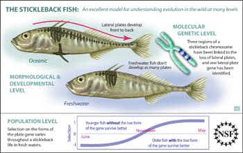 THE STICKLEBACK FISH: An excellent model for understanding evolution in the wild at many levels
Lateral plates develop
front to back
MOLECULAR
GENETIC LEVEL
Oceanic
MORPHOLOGICAL &
DEVELOPMENTAL
LEVEL
POPULATION LEVEL
Selection on the forms of
the plate gene varies
throughout a stickleback
life in fresh waters.
Freshwater
Freshwater fish don't
develop as many plates
Younger fish without the low form
of the gene survive better
June
November
Three regions of a
stickleback chromosome
have been linked to the
loss of lateral plates
and one lateral plate
gene has been
identified.
Older fish with the low form
of the gene survive better
ENSE