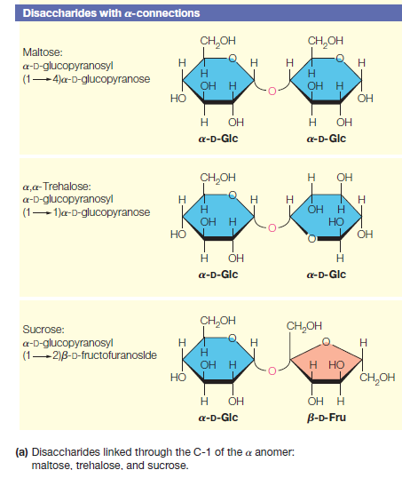 Disaccharides with a-connections
CH,OH
CH,OH
Maltose:
a-D-glucopyranosyl
(1-4)a-D-glucopyranose
H
H
ОН Н
ОН Н
OH
OH
H
OH
a-D-Glc
a-D-Glc
CH,OH
OH
a,a-Trehalose:
a-D-glucopyranosyl
(1-1)a-D-glucopyranose
H
ОН Н
H
ОН Н
Но
Но
OH
ÓH
a-D-Glc
a-D-Glc
CH,OH
CH,OH
Sucrose:
a-D-glucopyranosyl
(1-2)B-D-fructofuranoslde
H
н но
CH,OH
OH H
Но
OH
ОН Н
a-D-Glc
В-D-Fru
(a) Disaccharides linked through the C-1 of the a anomer:
maltose, trehalose, and sucrose.
우
