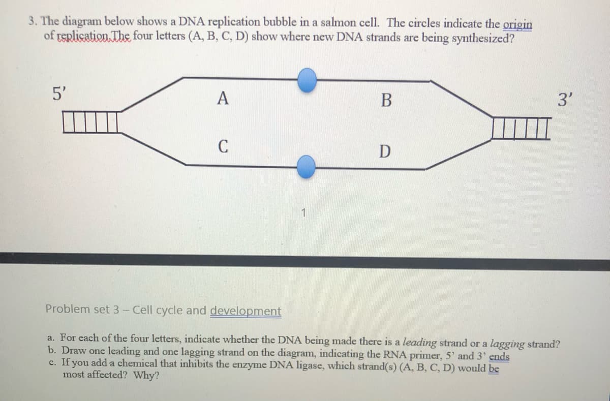 3. The diagram below shows a DNA replication bubble in a salmon cell. The circles indicate the origin
of replication The four letters (A, B, C, D) show where new DNA strands are being synthesized?
5'
A
В
3'
C
D
1
Problem set 3- Cell cycle and development
a. For each of the four letters, indicate whether the DNA being made there is a leading strand or a lagging strand?
b. Draw one leading and one lagging strand on the diagram, indicating the RNA primer, 5' and 3' ends
c. If you add a chemical that inhibits the enzyme DNA ligase, which strand(s) (A, B, C, D) would be
most affected? Why?
