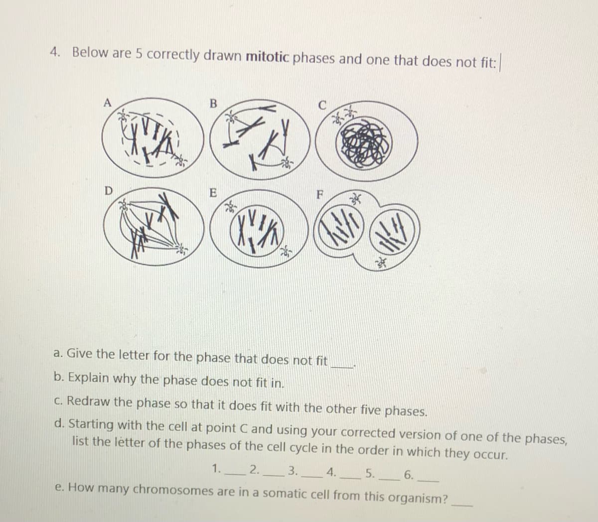 4. Below are 5 correctly drawn mitotic phases and one that does not fit:
F
a. Give the letter for the phase that does not fit
b. Explain why the phase does not fit in.
C. Redraw the phase so that it does fit with the other five phases.
d. Starting with the cell at point C and using your corrected version of one of the phases,
list the letter of the phases of the cell cycle in the order in which they occur.
1._ 2.
3.
4.
5.
6.
e. How many chromosomes are in a somatic cell from this organism?
