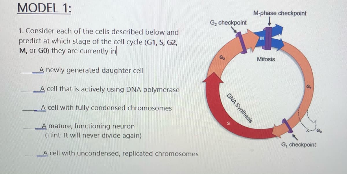 MODEL 1:
M-phase checkpoint
G2 checkpoint
1. Consider each of the cells described below and
predict at which stage of the cell cycle (G1, S, G2,
M, or GO) they are currently in
Mitosis
A newly generated daughter cell
G1
A cell that is actively using DNA polymerase
A cell with fully condensed chromosomes
A mature, functioning neuron
(Hint: It will never divide again)
G, checkpoint
A cell with uncondensed, replicated chromosomes
DNA Synthesis
