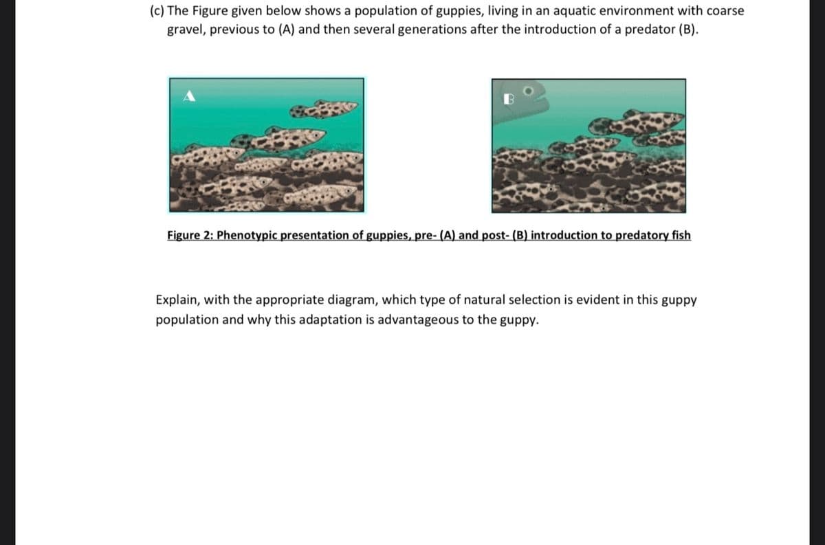(c) The Figure given below shows a population of guppies, living in an aquatic environment with coarse
gravel, previous to (A) and then several generations after the introduction of a predator (B).
Figure 2: Phenotypic presentation of guppies, pre- (A) and post- (B) introduction to predatory fish
Explain, with the appropriate diagram, which type of natural selection is evident in this guppy
population and why this adaptation is advantageous to the guppy.
