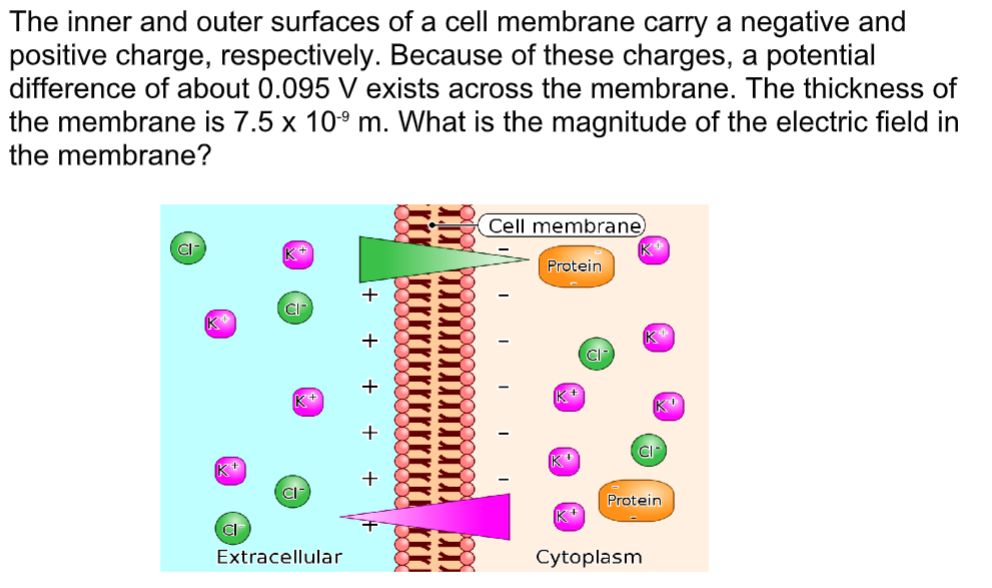 The inner and outer surfaces of a cell membrane carry a negative and
positive charge, respectively. Because of these charges, a potential
difference of about 0.095 V exists across the membrane. The thickness of
the membrane is 7.5 x 10° m. What is the magnitude of the electric field in
the membrane?
Cell membrane)
KO
Protein
+
CI
KO
CI
CI
(CI
Protein
K+
CI
EB
Extracellular
Cytoplasm
