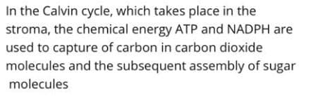 In the Calvin cycle, which takes place in the
stroma, the chemical energy ATP and NADPH are
used to capture of carbon in carbon dioxide
molecules and the subsequent assembly of sugar
molecules
